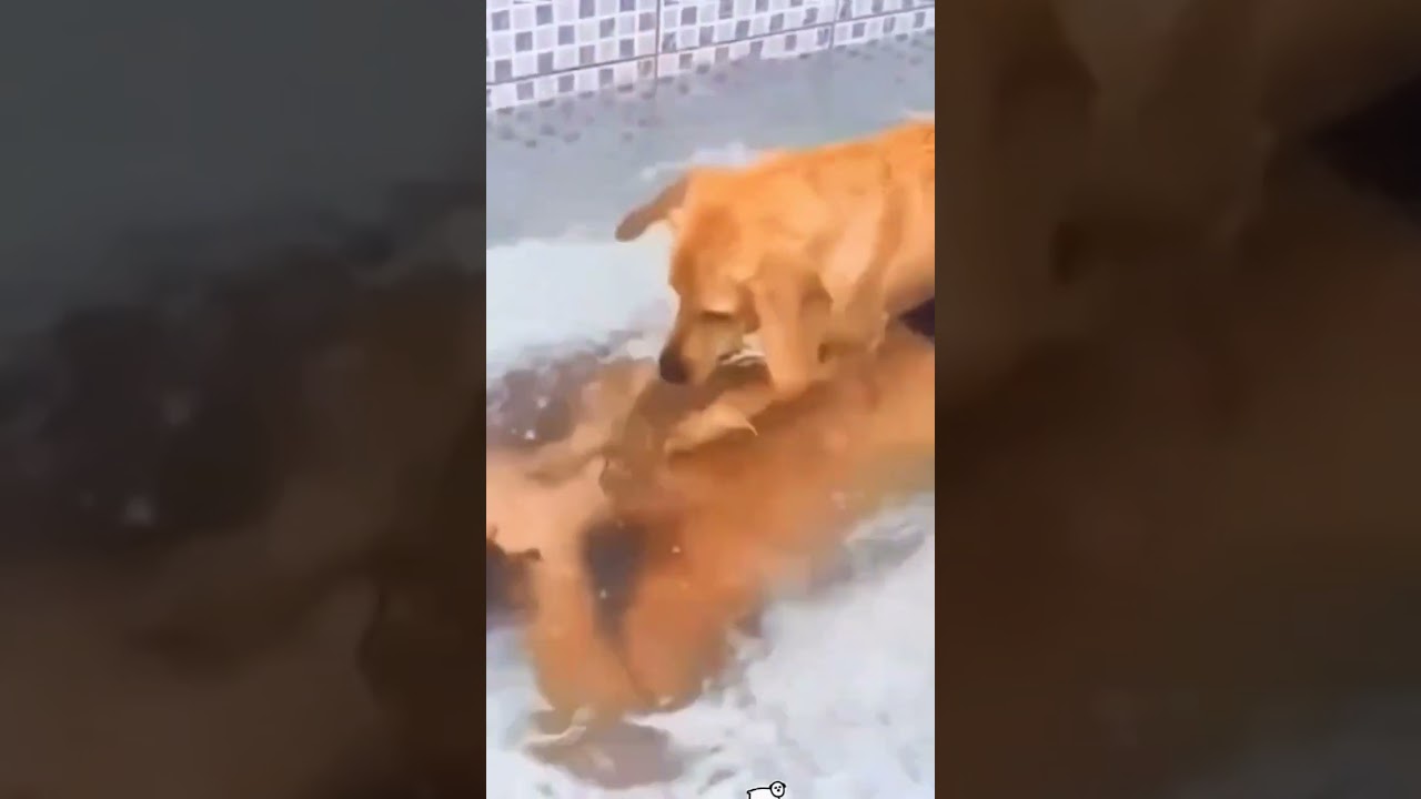 Dogs being sassy 🤣  