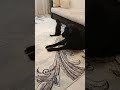 два чёрных питомца