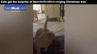 Cats Get The Surprise Of Their Lives With A Singing Christmas Tree