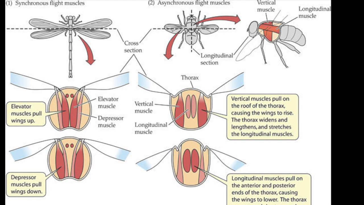 Мускулатура насекомых. Мышечная система насекомых. Строение конечности кузнечика. Мышечная система насекомых. Внутреннее строение двукрылых.