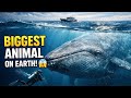 Blue Whale world biggest Memel| #Naturefact #Factaboutbluewhale #Bluewhale