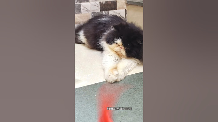 Video 3123331: exotic long hair persian, persian cat long hair, persian cat female, persiancat cat