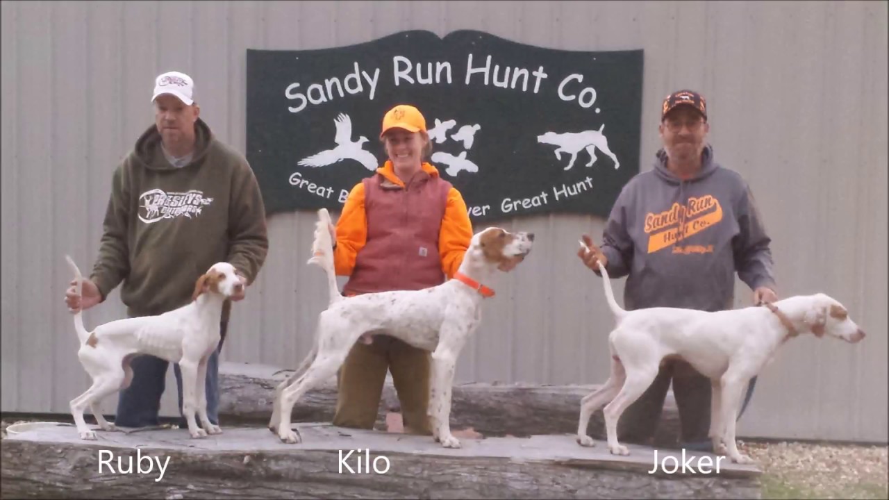 Central Prairie Field Trial Club, Fall Field Trial YouTube