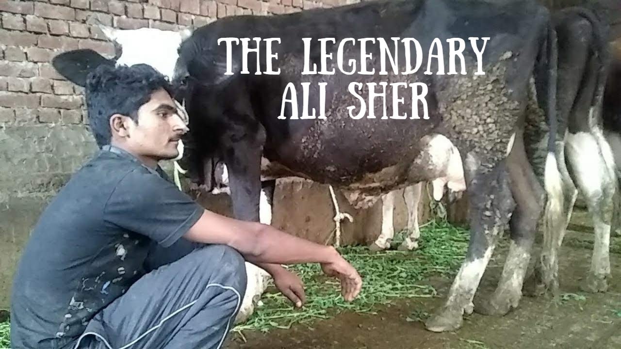 The Legendary - Ali Sher - YouTube