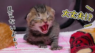 ずっと目が開けられない子猫がいます...