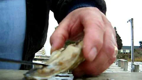 How to shuck an oyster by Richard Pelz, Circle C O...