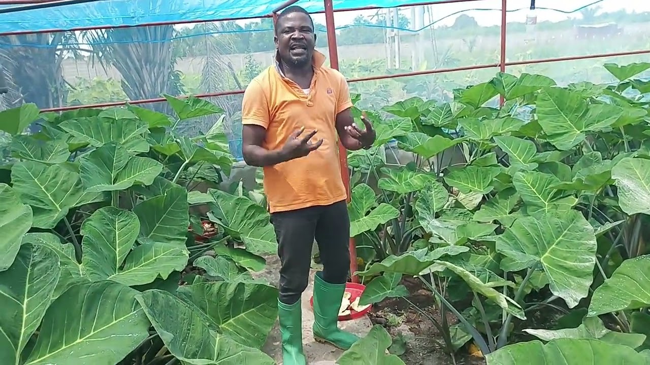 INSÉMINATION DE 5000 ESCARGOTS REPRODUCTEURS AM DANS LE PARC