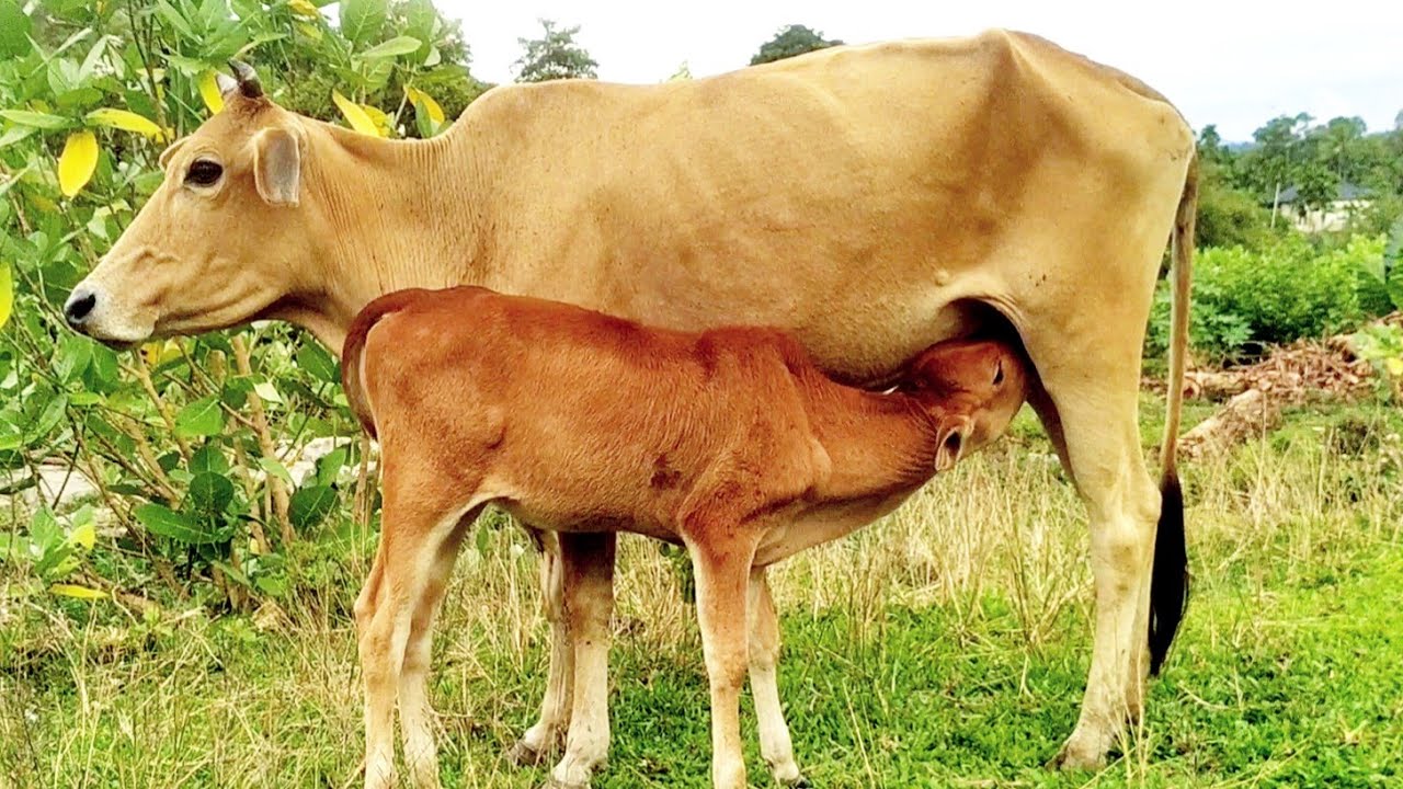 Cow videos The calf is drinking its mother's milk Funny calf, cows. YouTube