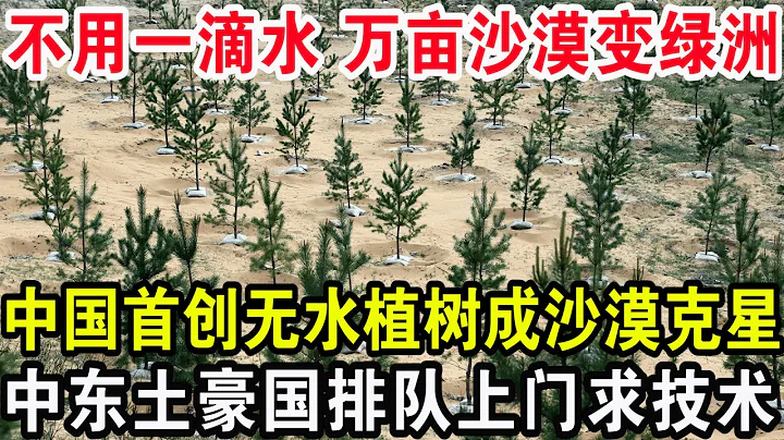 不用一滴水万亩沙漠变绿洲，中国首创无水植树成沙漠克星，中东土豪国排队上门求技术 - 天天要闻