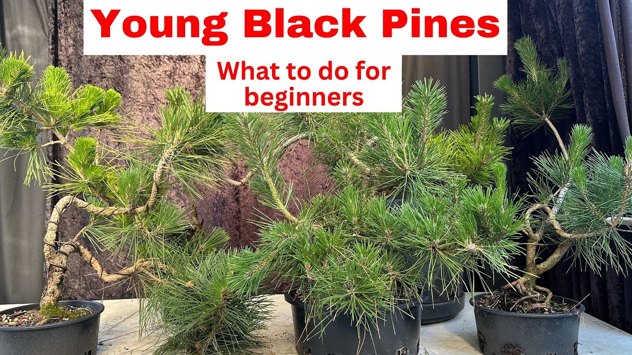 Руководство для начинающих по бонсай: выращивание молодой японской черной сосны (советы и информа...