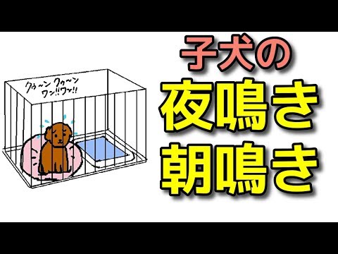 【子犬 鳴く】子犬の夜鳴き朝鳴きの対応【犬のしつけ＠横浜】by遠藤エマ先生