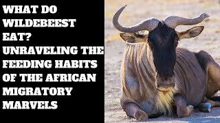 What Do Wildebeest Eat? Unraveling the Feeding Habits of the African Migratory Marvels