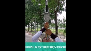 Xiếc Kungfu / Nuốt kiếm và xỏ dao thái lan vào mũi.