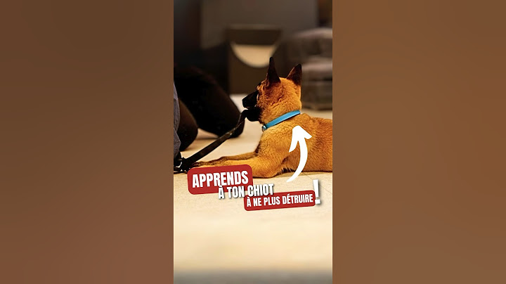 APPRENDS à ton CHIOT à ne plus DÉTRUIRE !