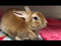 【うさぎ】使用済みサンタ帽を◯◯するうさぎFun rabbit