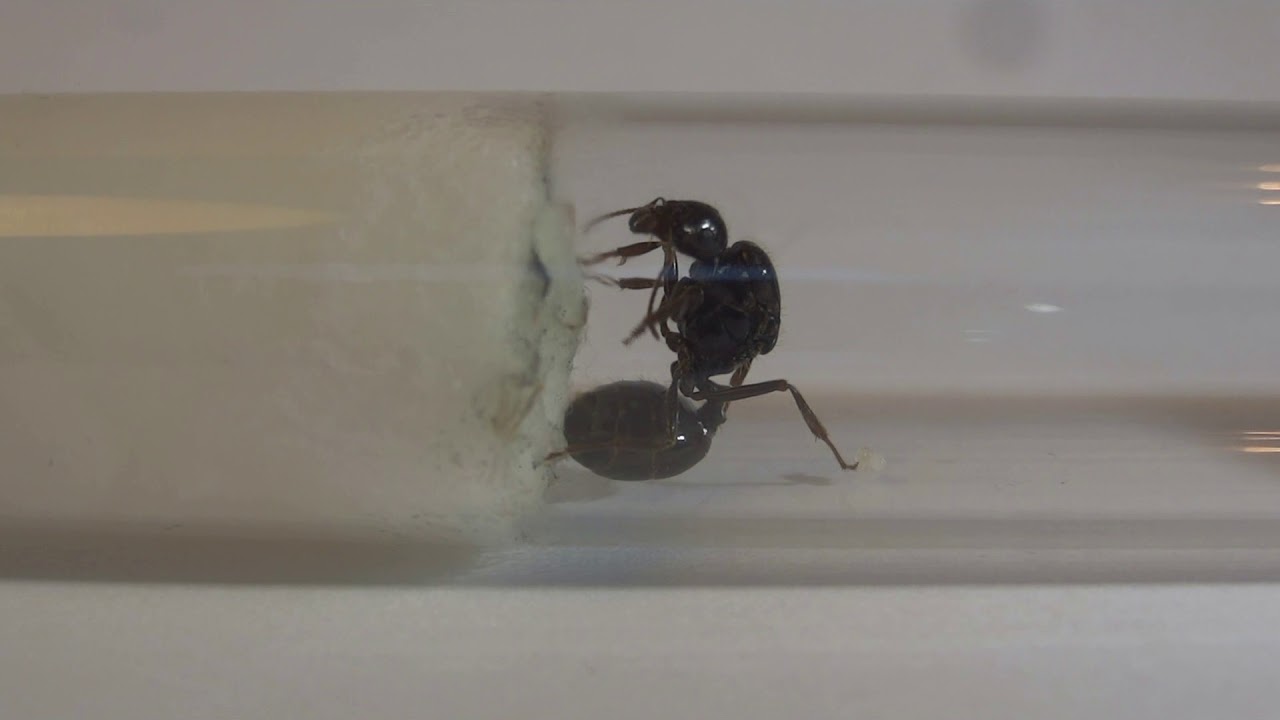 Observation #2 : Gyne Messor Capitatus toujours 4 œufs