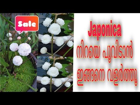 Japonica plant care malayalam/Plant stories/water plants Malayalam/ Japonica propagation, planting