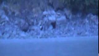 Bear Hunting, Seward AK