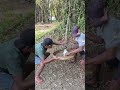 penunggu bambu ini sangat banyak#nature #viral