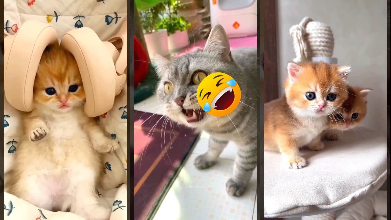 Cute Animals ๐ผ #cat ๐ฅฐ #FunnyCats Ep 6007 - YouTube