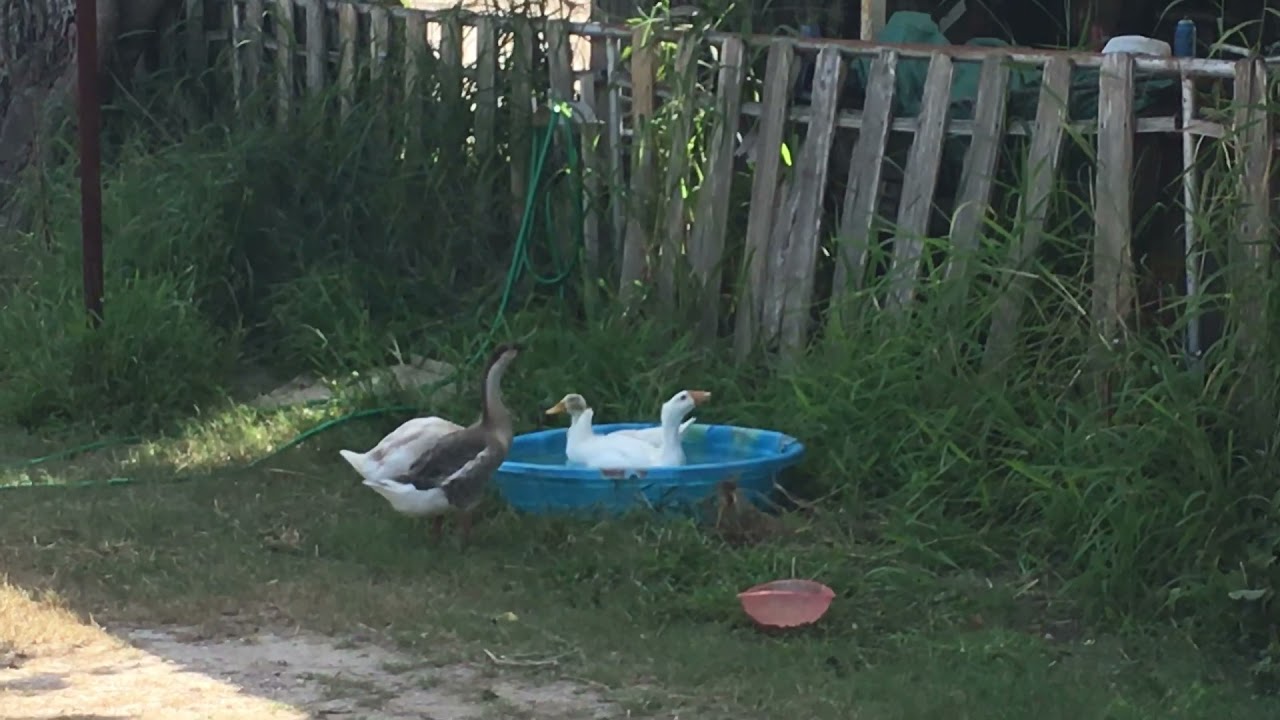 Geese enjoy the pool - YouTube