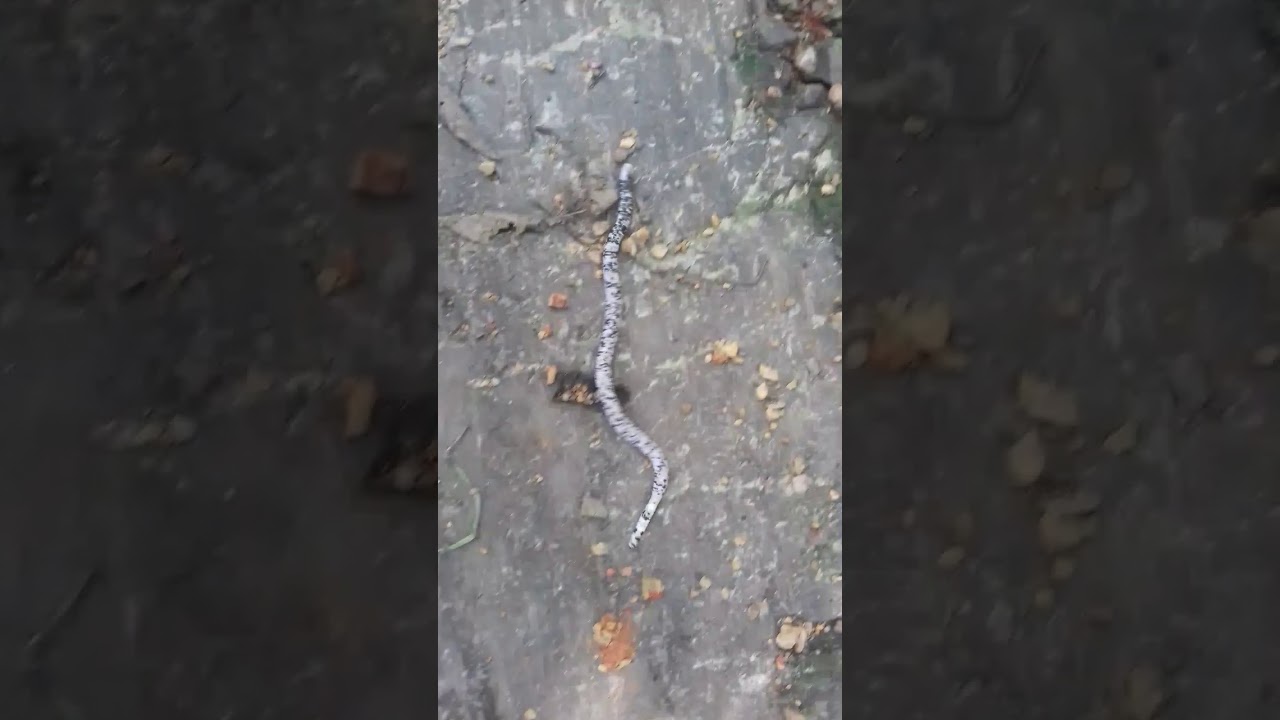 Trinidad black and white legless lizard YouTube