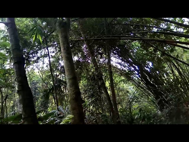 Suara Tledekan gunung asli hutan class=