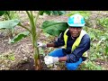 Culture de la banane plantain : comment réaliser une fertilisation raisonnée par injection ???