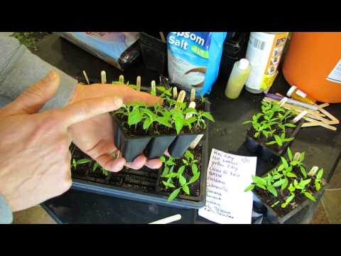 Video: Care For Pepper Seedlings Before Picking And Picking Seedlings