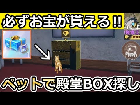 【荒野行動】ペットで『殿堂ボックス』GET攻略法‼ペニンシュラ大脱走コンプ特典＆金ハウンドで必ずお宝が貰える！金のクッキー・新イベント・最新アプデ情報 3選（Vtuber）