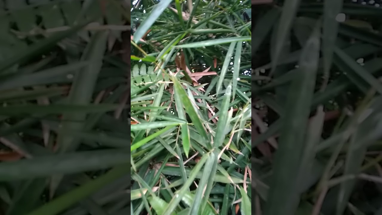  Bambu Ampel  penghuni goib YouTube