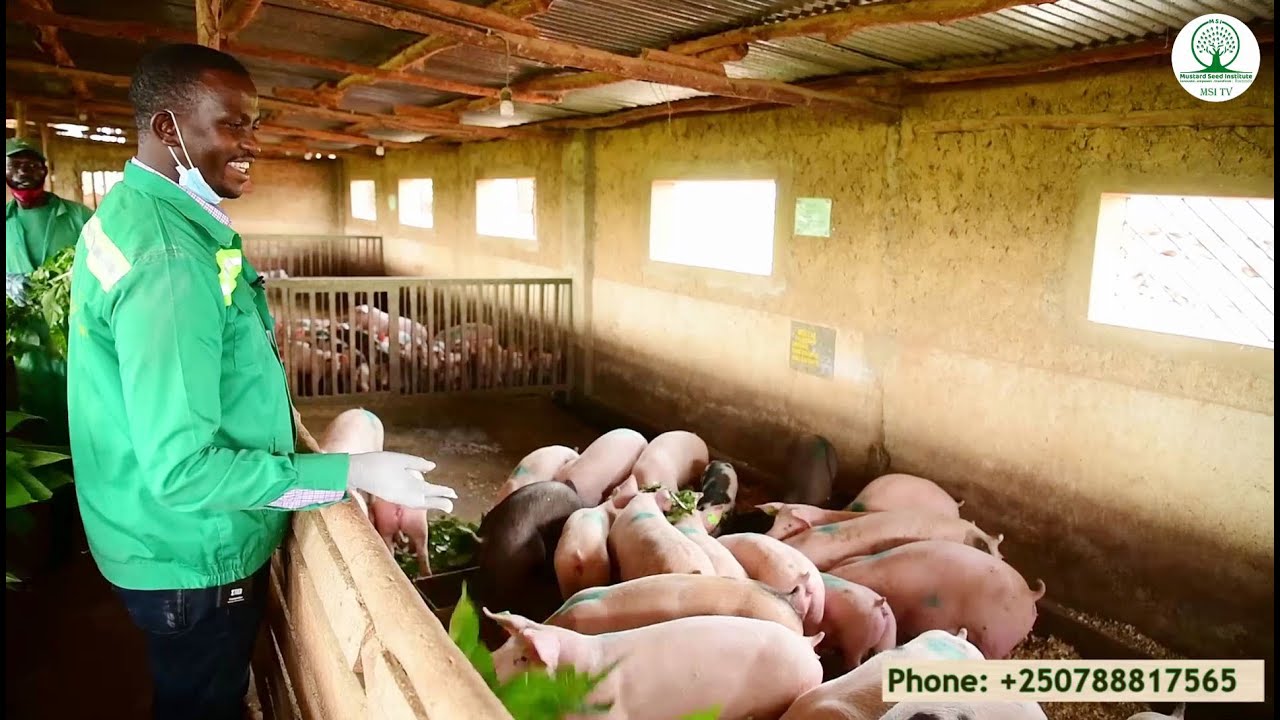 MENYA UKO WAGABURIRA INGURUBE ZAWE ZIGAKURA VUBA.