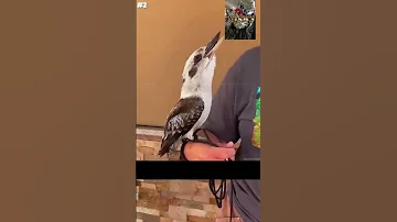 عجائب وغرائب أصوات الطيور المرعبه اكسبلور طيور معلومات الماء بادجي Nature Chicken Facts 
