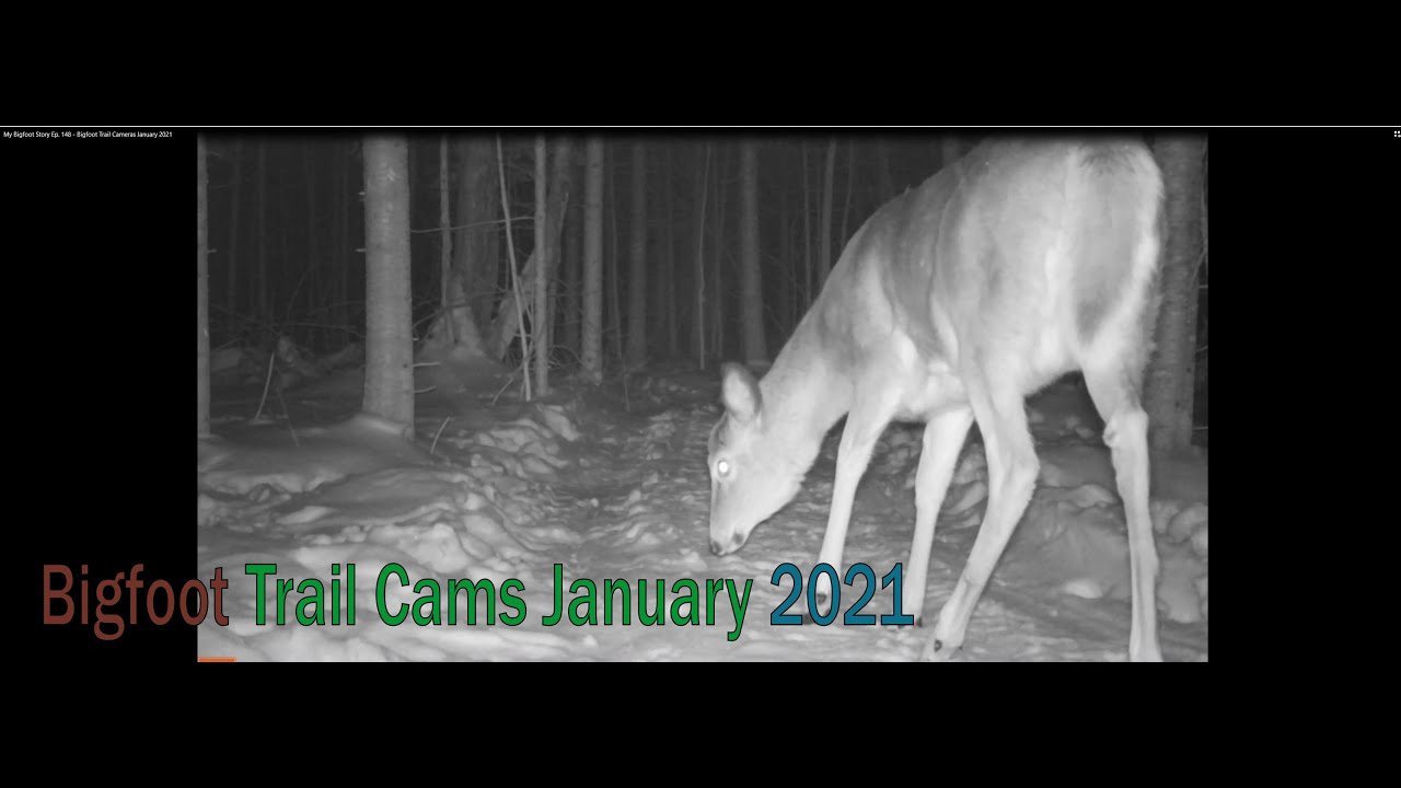 My Bigfoot Story Ep. 148 Bigfoot Trail Cameras January 2021 YouTube