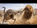 THE LAST MIGRATION | A Journey Through the Kingdom of Predators | Nature Animal Documentary