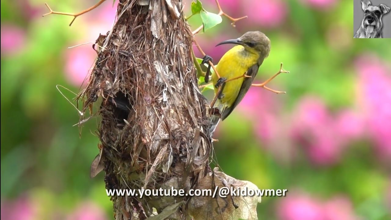 An ingeniously designed ORNATE SUNBIRD Nest, Singapore - YouTube