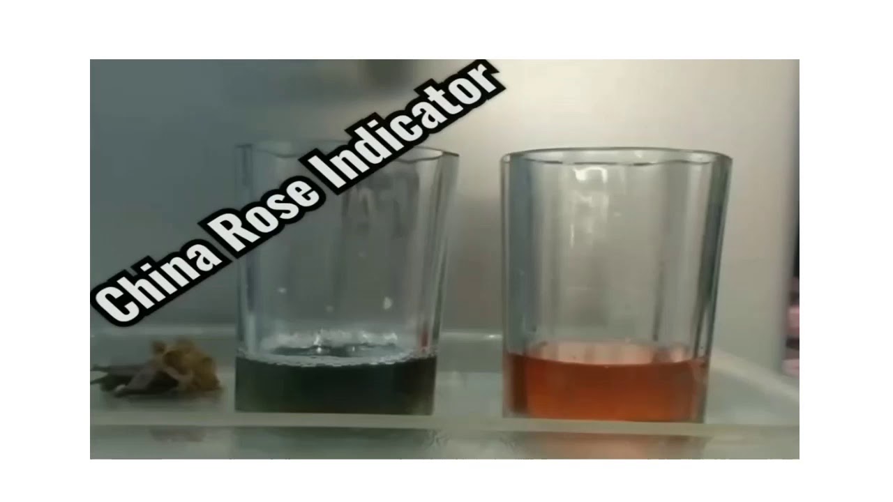 CHINA ROSE FLOWER AS AN INDICATOR YouTube