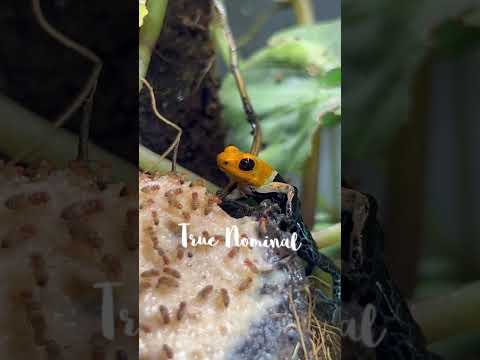 The Coolest Frog On Earth #youtubeshort #poisonfrog #ranitomeya