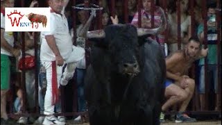 TORO DE PARTIDO DE RESINA SANJUANES DE CORIA 2023