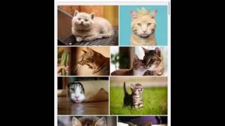 Scrolling Through Cute Animal Pictures
