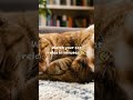 Science says cats respond to these frequencies #catmusic #musicforcats #catsleep