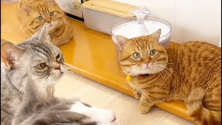 大好きなねぇねと知育玩具で遊ぶかわいい猫たちをまったりのんびり #猫 #マンチカン