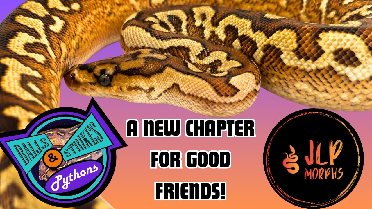 A New Chapter For Balls & Strikes??? | Reptile Genetics Weekly Ep 146