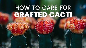 HOW TO CARE FOR GRAFTED CACTI | CACTUS GRAFTING GUIDE