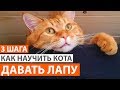 КАК НАУЧИТЬ КОТА ДАВАТЬ ЛАПУ. 3 ПРОСТЫХ ШАГА