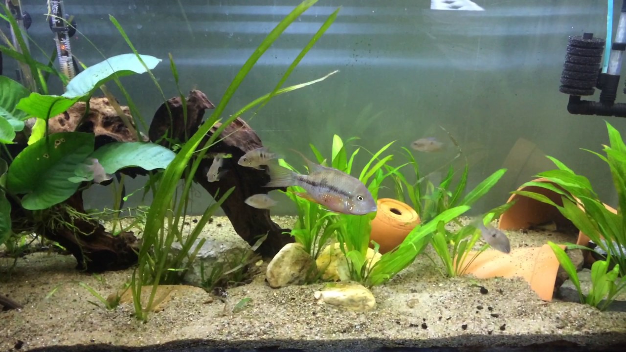 camera iphone 8 plus apk Thorichthys ellioti