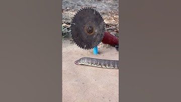 Easy Snake Trap using cutting tools #creativesnaketrap #buildsnaketrap