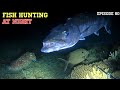 Night spearfishing episode 80  fish hunting at night