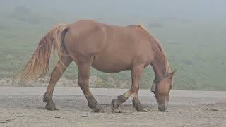Paso del puerto de Palombera, en Cantabria, dirección sur! Con caballos, vacas y niebla!