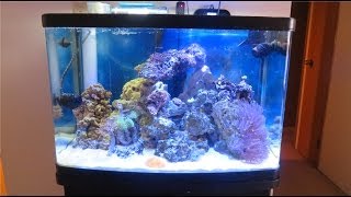 Puffer Reef Episode 4